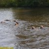 hundetreffen 03.09.2016 545
